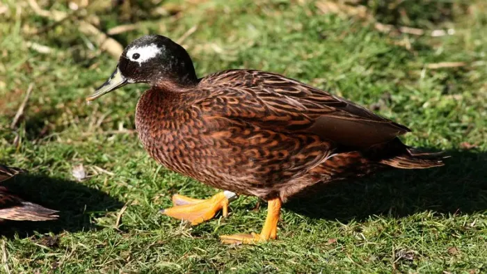File:Laysan Duck (Anas laysanensis) (01).jpg
