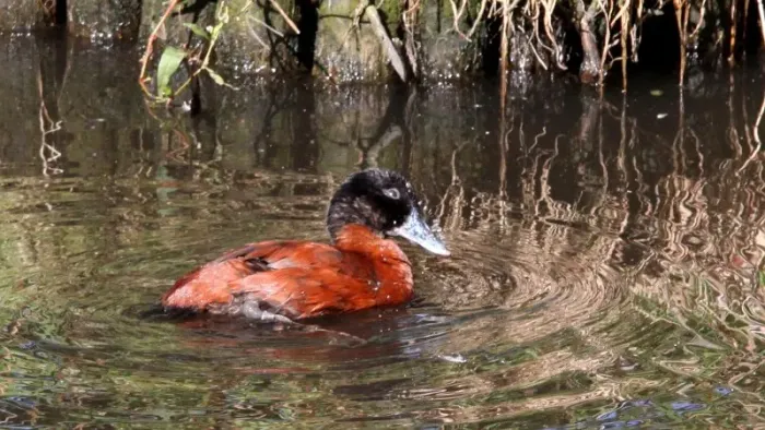 File:Maccoa Duck (Oxyura maccoa) (1).JPG