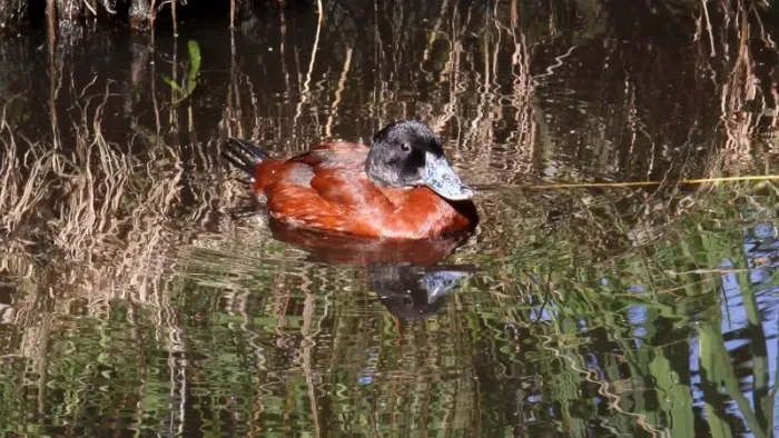 File:Maccoa Duck (Oxyura maccoa) (2).JPG