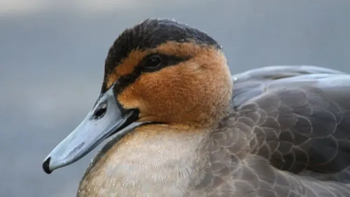 File:Philippine Duck (Anas luzonica) (1).JPG