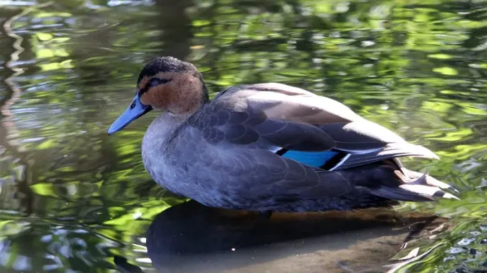 File:Philippine Duck (Anas luzonica) (4).JPG
