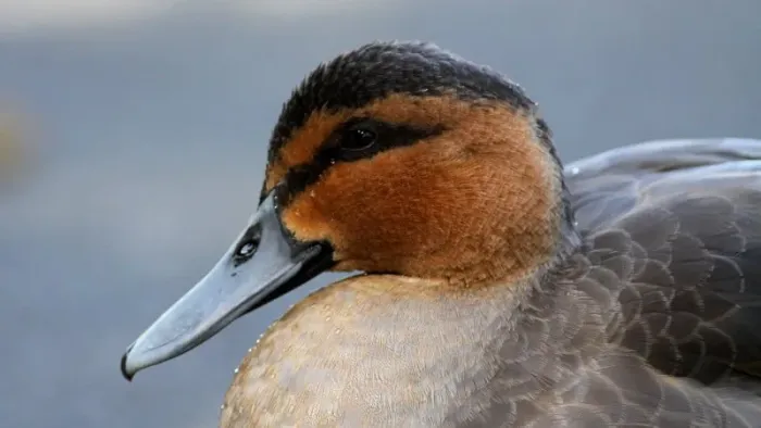 File:Philippine Duck (Anas luzonica) (5).JPG