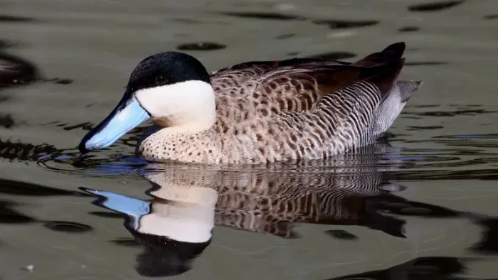 File:Puna Teal (Spatula puna) (5).jpg