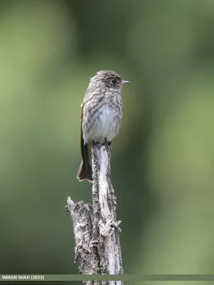 File:Dark-sided Flycatcher (Muscicapa sibirica) (52317976486).jpg