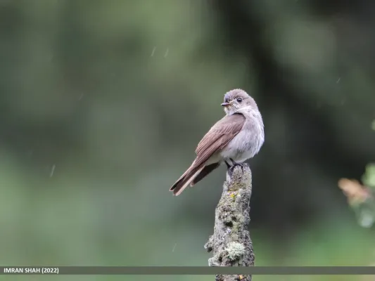File:Dark-sided Flycatcher (Muscicapa sibirica) (52296236112).jpg