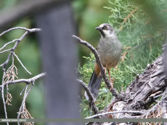 File:Variegated Laughingthrush (Trochalopteron variegatum) (52287186252).jpg