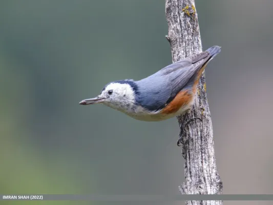 File:White-cheeked Nuthatch (Sitta leucopsis) (52291079483).jpg