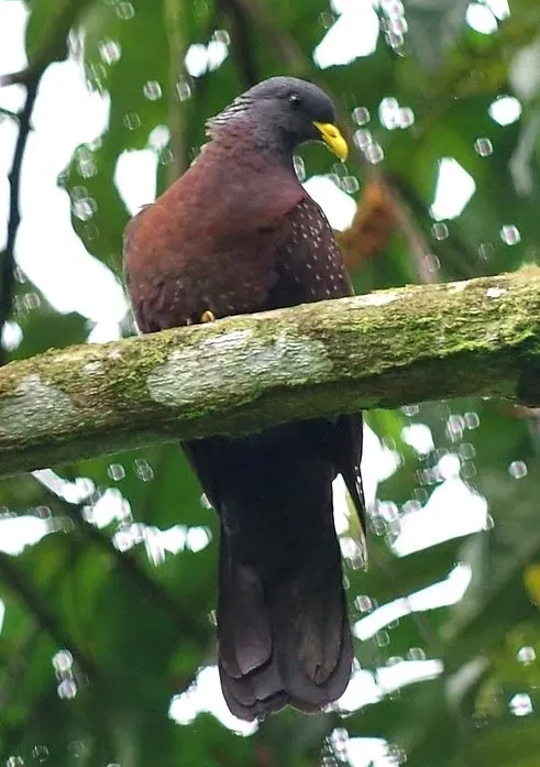 File:Columba thomensis, crop.jpg