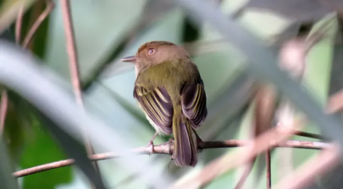 File:Hemitriccus spodiops Yungas Tody-Tyrant; below Sandia, Puno, Peru.jpg