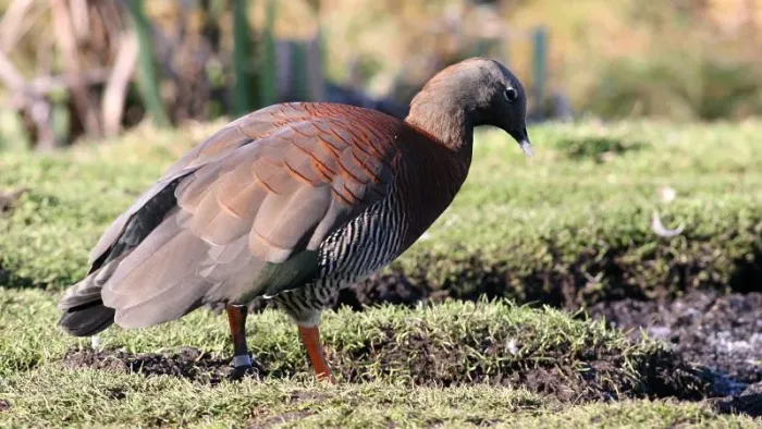 File:Ashy-headed Goose (Chloephaga poliocephala).jpg