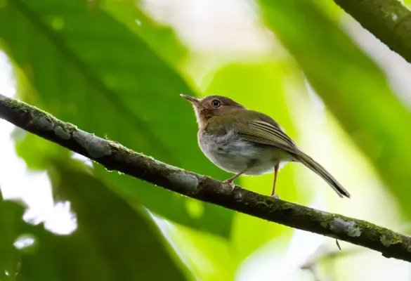 File:Hemitriccus rufigularis - Buff-throated Tody-Tyrant.jpg