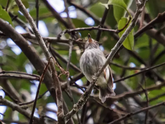 File:Myiornis albiventris - White-bellied Pygmy-Tyrant.jpg