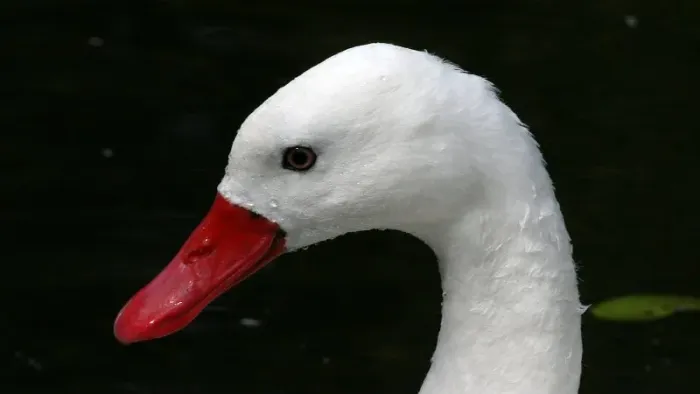 File:Coscoroba Swan (Coscoroba coscoroba) (1).jpg