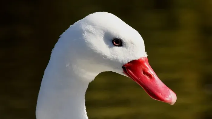 File:Coscoroba Swan (Coscoroba coscoroba) (3).JPG