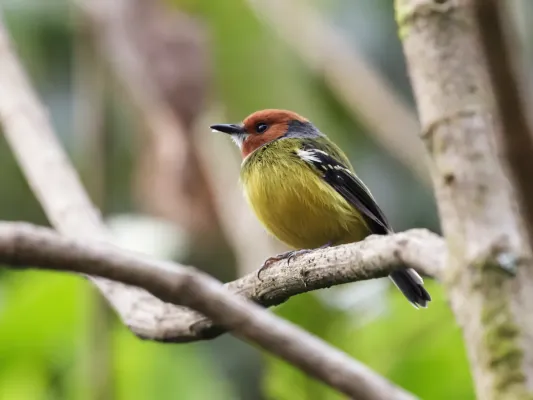 File:Poecilotriccus luluae - Johnson's Tody-Tyrant.jpg