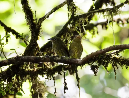 File:Rhynchocyclus pacificus - Pacific Flatbill.jpg