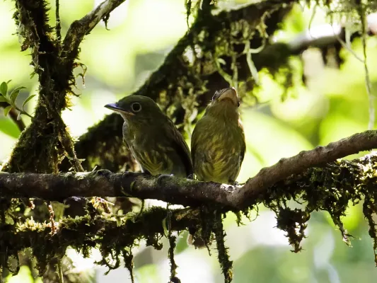 File:Rhynchocyclus pacificus - Pacific Flatbill (cropped).jpg