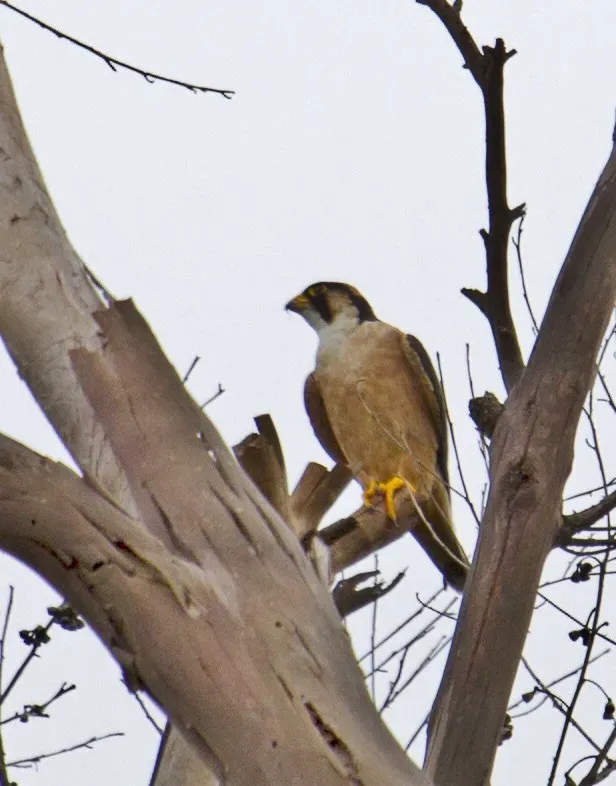 File:Falco fasciinucha, Chimanimani National Park, Zimbabwe 1.jpg