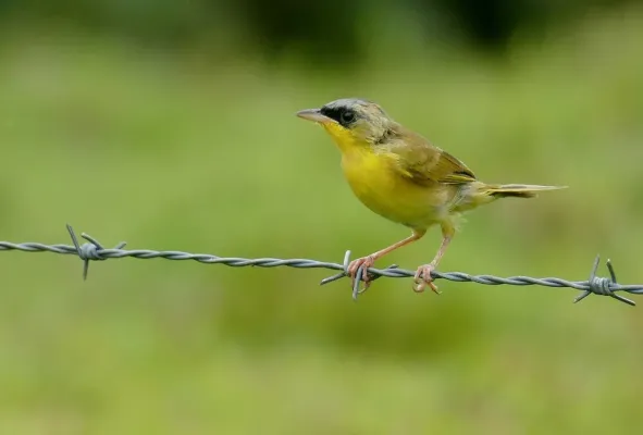 File:Grey-crowned Yellowthroat (Geothlypis poliocephala) (52371939630).jpg