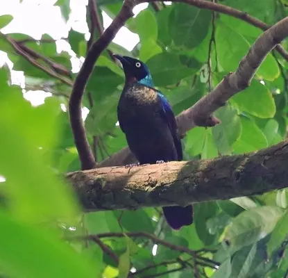File:Lamprotornis ornatus 13070806, crop.jpg