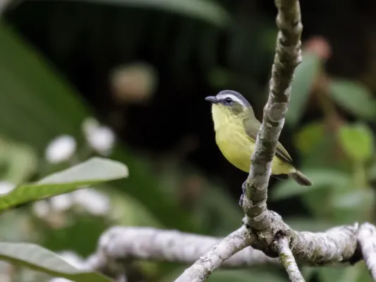 File:Ornithion semiflavum - Yellow-bellied Tyrannulet.jpg