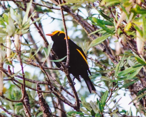 File:Regent Bowerbird (Sericulus chrysocephalus) (8603028352).jpg