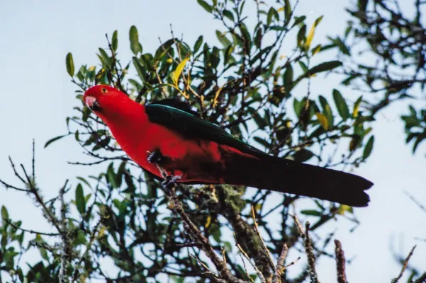 File:Australian King Parrot (Alisterus scapularis) (8603026734).jpg
