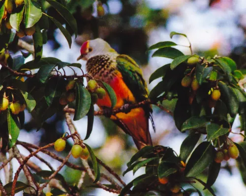 File:Rose-crowned Fruit-Dove (Ptilinopus regina) (8601966391).jpg