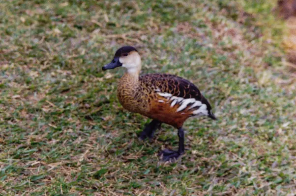 File:Wandering Whistling Duck (Dendrocygna arcuata) (8603074968).jpg