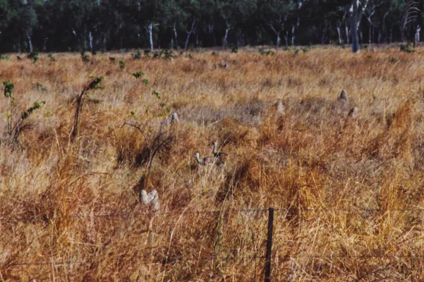 File:Australian Bustard (Ardeotis australis) (8603081906).jpg