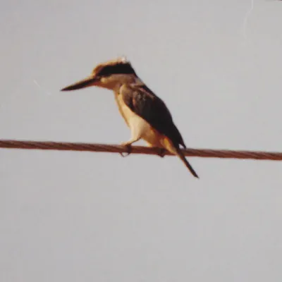 File:Sacred Kingfisher (Todiramphus sanctus) (8603084846).jpg
