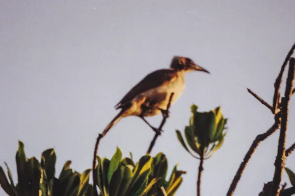 File:Helmeted Friarbird (Philemon buceroides) (8601985575).jpg