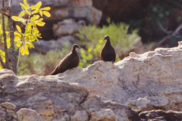 File:Chestnut-quilled Rock Pigeon (Petrophassa rufipennis) (8603107834).jpg