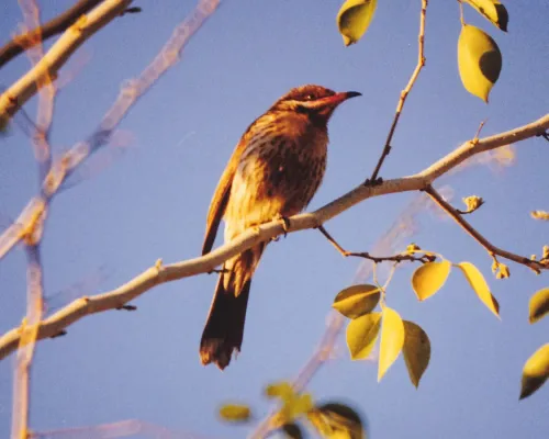 File:Spiny-cheeked Honeyeater (Acanthagenys rufogularis) (8603112084).jpg