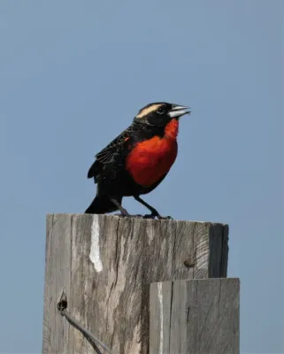 File:Ejempar de Leistes superciliaris en Uruguay.jpg