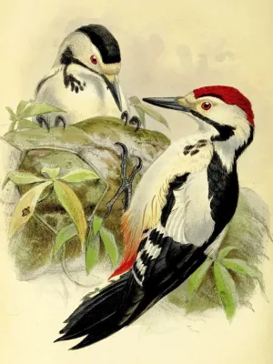 File:Dendrocopos assimilis 2.jpg