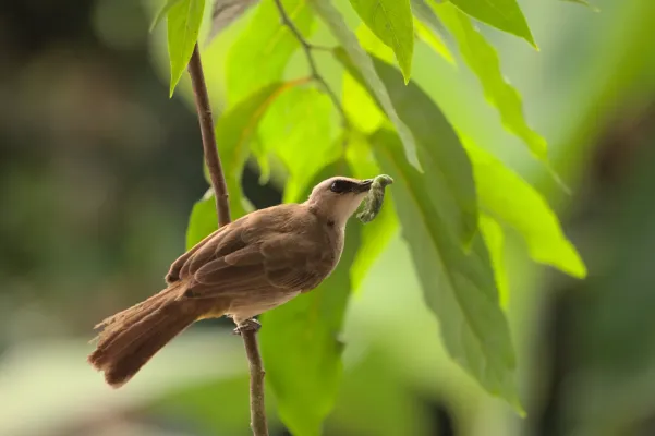 File:Pycnonotus goiavier (Yogyakarta, Indonesia, 1).jpg