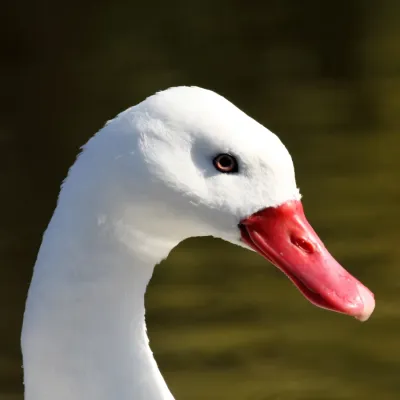 File:Coscoroba Swan (Coscoroba coscoroba) (4).JPG