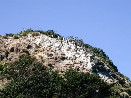 File:Rough-faced Shag (Leucocarbo carunculatus) - 8604830357.jpg