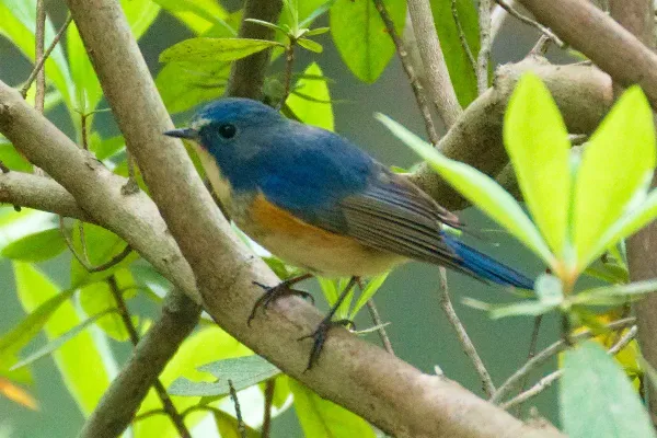 File:Tarsiger albocoeruleus A9 01881.jpg