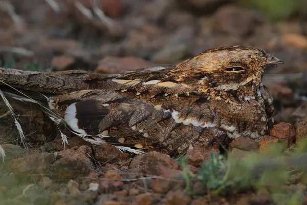 File:Caprimulgus clarus -near Lake Baringo, Kenya-8.jpg