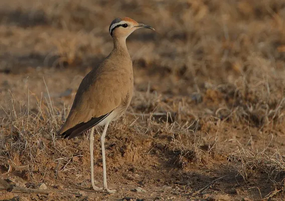 File:Cursorius somalensis Buffalo Springs NP Kenya.jpg