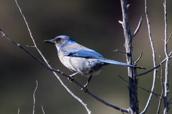 File:Woodhouse's Scrub Jay (Aphelocoma woodhouseii)1.jpg