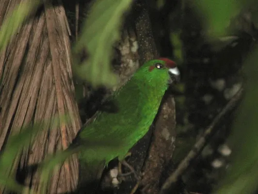 File:Cyanoramphus cookii -Palm Glen, Norfolk Island, Australia-8.jpg