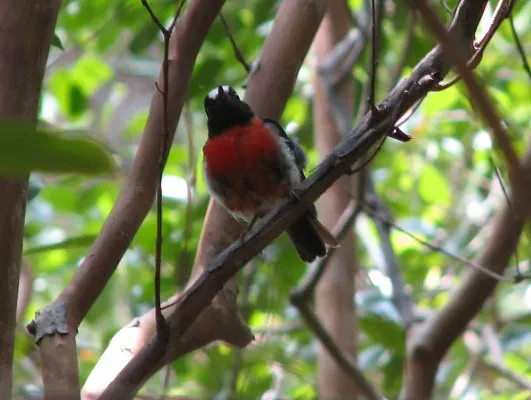 File:Petroica multicolor -Norfolk Island, Australia-8.jpg