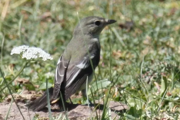 File:Ficedula zanthopygia 1.jpg