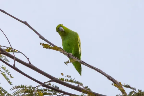 File:Mexican Parrotlet (Forpus cyanopygius).jpg