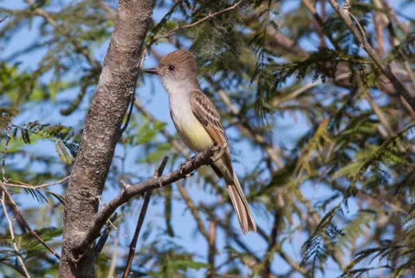 File:Nuttings Flycatcher (Myiarchus nuttingi).jpg