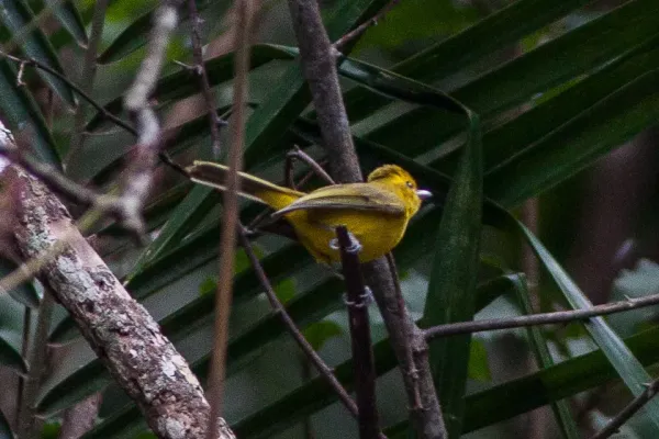 File:Golden Vireo (Vireo hypochryseus).jpg