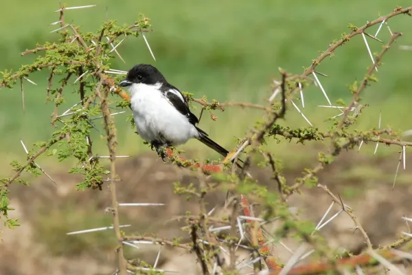 File:Lanius humeralis, Ngorongoro, Tanzania 1.jpg